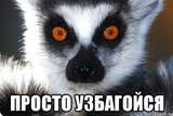Lemur_29252936_orig_